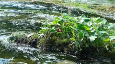 Nehrin aceleci akışı, doğanın yavaş akışı.