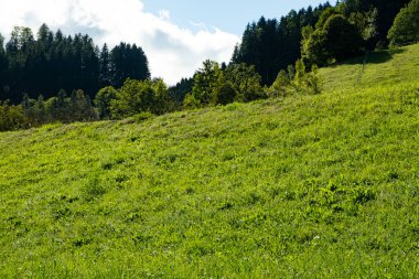 A valley in the Alps, a perfect lawn flooded with light and a coniferous forest.