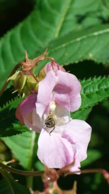 Alplerin vahşi doğasında büyüyen pembe sabırsız çiçekler, Arılar polen çiçekleri, Yavaş Hareket.