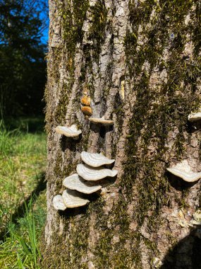 Wild Mushrooms Growing on Tree Bark in Forest.