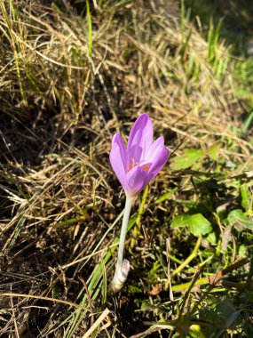 Doğal Yaşam Alanında Violet Colchicum Speciosum Yaban Çiçeği.
