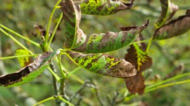 Kahverengi ve Kurutulmuş Ceviz Yaprakları Yakın Çekim, Sonbahar Dokuları.