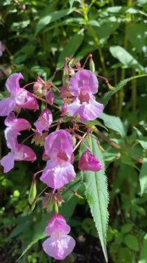 Pembe Himalaya Balsam Çiçekleri Doğada Çiçek açıyor, Yakın plan Botanik Manzarası.