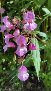 Pembe Himalaya Balsam Çiçekleri Doğada Çiçek açıyor, Yakın plan Botanik Manzarası.