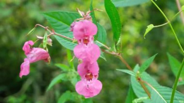 Vahşi Pembe Himalaya Balsam Çiçekleri, Doğa Botanik Arkaplanı.