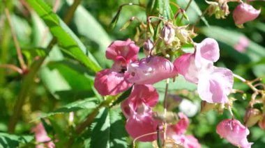 Alplerin vahşi doğasında büyüyen pembe sabırsız çiçekler, Arılar polen çiçekleri, Yavaş Hareket.