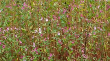 Doğal Çevrede Parlak Pembe Çiçeklerle Vahşi Himalaya Balsam.