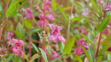 Vahşi Pembe Himalaya Balsam Çiçekleri, Doğa Botanik Arkaplanı.