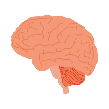 İnsan beyni. İç organ, anatomi. Beyaz arkaplanda izole edilmiş vektör çizgi film düz resim.