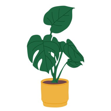 Monstera plant growing in pot. Indoor green-leaf houseplant in planter. Foliage home decor with holes in leaves in flowerpot. Flat graphic vector illustration of homeplant isolated on white background