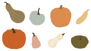 Taze sonbahar sebzeleri. Portakal kabağı, kabak, yeşil ve sarı kabak ve kabak. Sonbahar hasadı çeşitliliği. Beyaz arkaplanda izole edilmiş olgun sebzelerin düz vektör çizimi