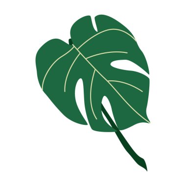 Canavar nefis bir yaprak. Tropik egzotik yeşil bitki. Geniş bir yeşillik, geniş bir yaprak. Taze doğal dekor. Botanik çiçek elementi. Düz vektör çizimi beyaz arkaplanda izole edildi