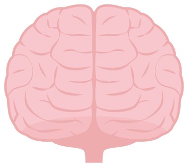 İnsan beyninin yansıması.