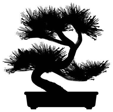 Japon çamı bonsai silueti çizimi