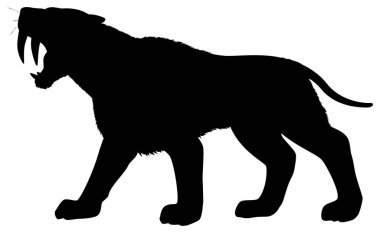 Havlayan, kılıç dişli bir kaplanın tasviri