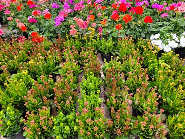 Jocotepec 'teki bir fidanlıkta çiçek açan gür, renkli çiçek tarlaları, bahçıvanlık ve peyzaj için zengin bir bitki çeşitliliği sergiliyor.