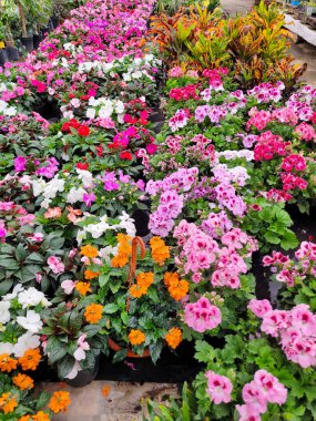 Jocotepec 'te geniş bir fidanlıkta çiçek açan bir duvar halısı, doğanın renklerini gösteren dikey