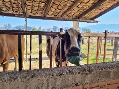 Bir inek ağılda yaprak yiyor. İnek siyah ve beyazdır. Kalem tahtadan yapılmıştır ve bir çatısı vardır.