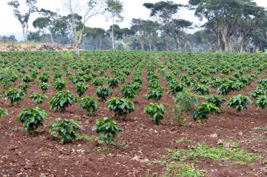 Veracruz 'daki Coatepec kasabasındaki bir kahve tarlasında çekilmiş bir resim.