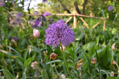 Mor bir çiçek yeşil yapraklarla çevrili görüntünün ana odak noktasıdır. Çiçek, Central Park sahnesinin en göze çarpan ve göze çarpan unsurudur.