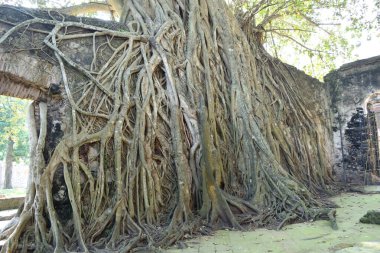 Antik Veracruz, Meksika 'da bitkilerle kaplı ilk gümrük evinin kalıntıları.