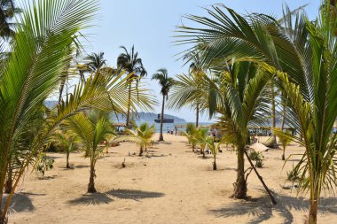 Tamarindos sahili, palmiye ağaçları ve Acapulco 'da bir tekne manzarası.