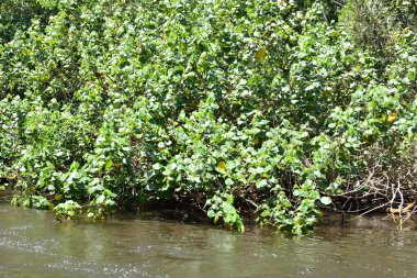 Nehirde yemyeşil bir bitki büyüyor. Su bulanık ve tesis La Tovara, Nayarit 'te başka bitkilerle çevrili.