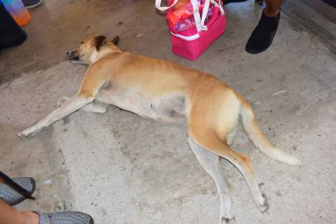 Pembe bir çantanın yanında bir köpek yerde yatıyor. Köpek kahverengi ve uyuyor.