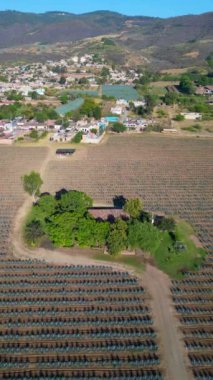 Gomez Farias kasabasındaki bir alanda dikey video ilerliyor