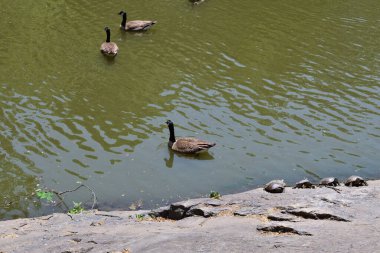 Bir grup ördek Central Park, New York 'ta bir gölette yüzüyorlar. Su yeşil ve bulanık. Ördekler göletin her tarafına dağılmış, bazıları kıyıya daha yakın, bazıları ise daha uzaktadır..