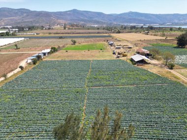 Gomez Farias, Jaslico Mexico 'da lahana tarlası olan bir çiftliğin yatay görüntüsü