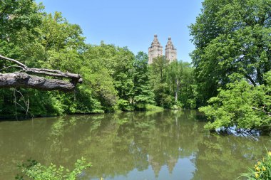 Üzerinde bir ağaç dalı asılı büyük bir su kütlesi. Su yeşil ve sakin, Central Park, New York