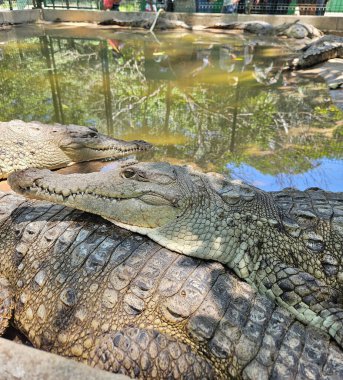 İki timsah havuzda bir kayanın üzerinde yatıyor. Su bulanık ve ağaçların arasından güneş parlıyor, Tovara Nayarit.