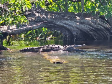 La Tovara Nayarit 'te bir timsah nehirde yüzüyor. Su sakin ve güneş parlıyor.