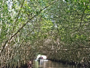 Bir grup insan bir botta ağaçlar tünelinde seyahat ediyor. Sahne huzurlu ve huzurlu, suyun sesiyle, Tovara Nayarit