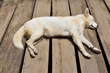 Bir köpek ahşap bir güvertede yatıyor. Köpek beyazdır ve kafasında kahverengi bir leke vardır.