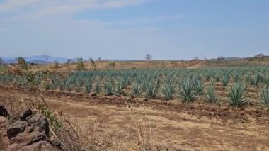 Meksika 'nın Jalisco eyaletindeki bir agave alanının yatay görüntülemesi,
