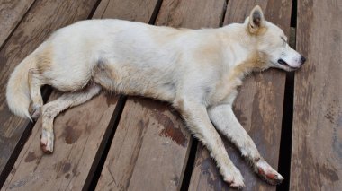 Bir köpek ahşap bir güvertede yatıyor. Köpek beyazdır ve siyah bir burnu vardır. Güverte yağmurdan ıslanmış.