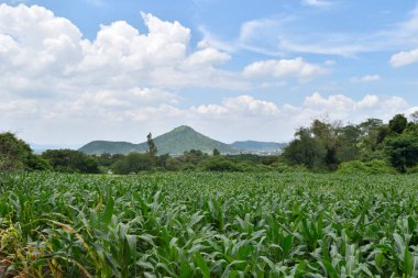 San Lucas Evangelista, Jalisco, Meksika yakınlarındaki açık gökyüzünün altında yemyeşil alanlar ve uzak tepeler.
