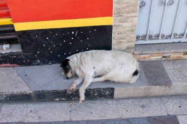 Meksika, Jalisco 'da huzurlu bir göl kenti olan Chapala' da renkli bir kaldırımda dinlenen beyaz ve siyah köpek.
