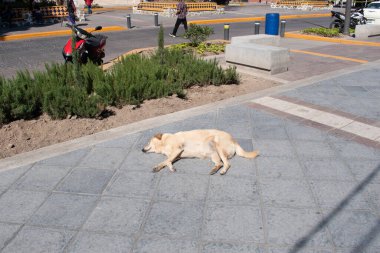 Açık renkli sokak köpeği, Chapala, Jalisco, Meksika 'da bir kaldırımda güneşleniyor.