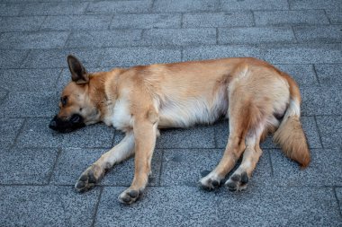 Kahverengi bir sokak köpeği asfaltlı bir sokakta yatıyor, şehir ortamında dinleniyor gibi görünüyor.
