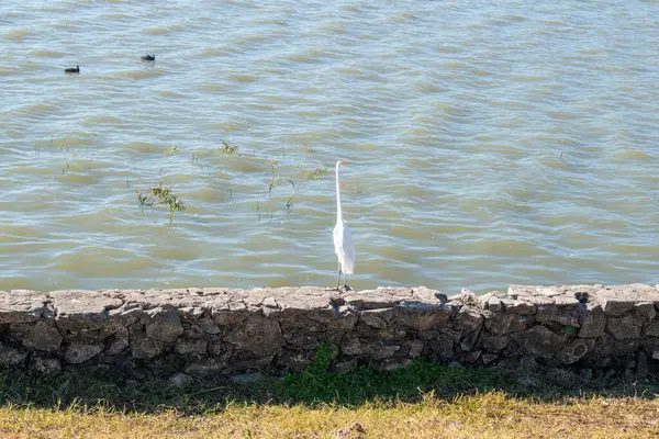 Ajijic, Jalisco, Meksika 'daki Chapala Gölü' nün yanındaki taş duvara tünemiş zarif beyaz balıkçıl.