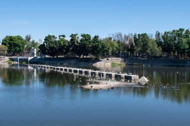 Bir grup kuş güneşli bir günde Guadalajara 'daki Park Independencia El Dean' de gölün üzerindeki baraja tünedi.