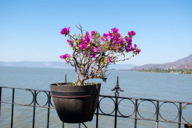 Ajijic, Jalisco, Meksika 'da Chapala Gölü' nün kenarındaki metal korkuluktaki parlak pembe bougainvillea çiçekleri dağ manzaralı.