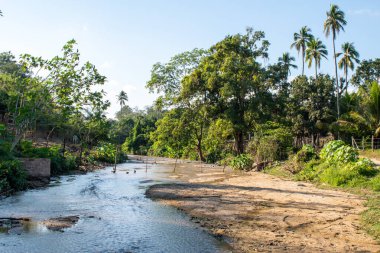Sabanillas, Guerrero, Meksika 'daki ağaçlar ve palmiyelerle dolu canlı yeşil bir arazide huzurlu bir dere akıyor.