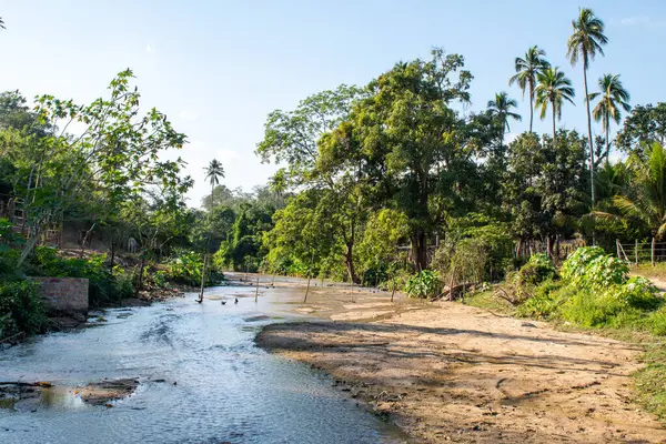 Sabanillas, Guerrero, Meksika 'daki ağaçlar ve palmiyelerle dolu canlı yeşil bir arazide huzurlu bir dere akıyor.