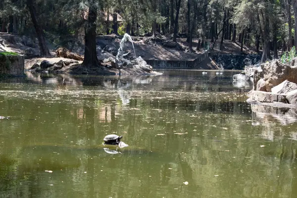 Colomos Ormanı, Guadalajara, Meksika 'da sık ağaçlarla çevrili kayaların üzerinde dinlenen bir kaplumbağa ile sakin bir gölet.
