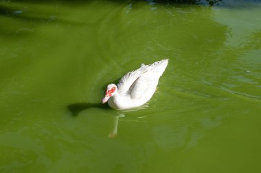 Guadalajara, Jalisco 'daki Alcalde Park' ta yeşil bir gölet yüzeyinde süzülen beyaz ördek.