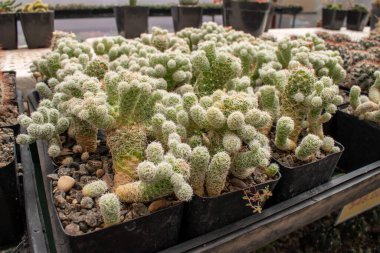 Ajijic, Jalisco, Meksika 'daki kaktüs fidanlığında dikenli beyaz kaktüslere yakın çekim.